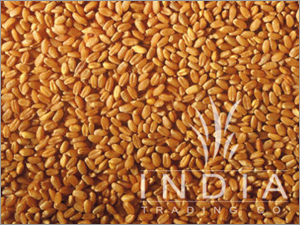Yellow Wheat