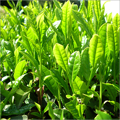 Natural Tea Leaves