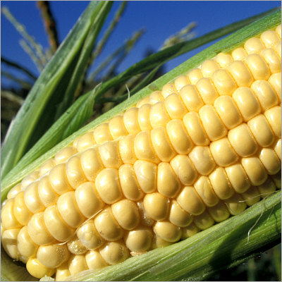 Fresh Corn