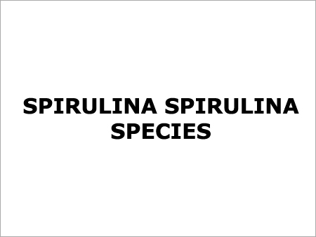Spirulina Spirulina Species