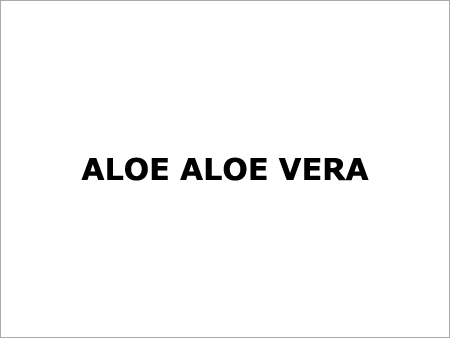 Aloe (Aloe Vera)