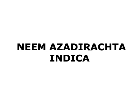 Neem Azadirachta Indica