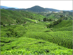 Herbs Tea Leaves