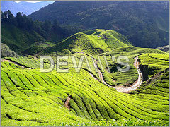 Organic Ayurvedic Herbal Tea