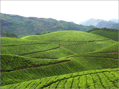 Best Organic Tea Leaf