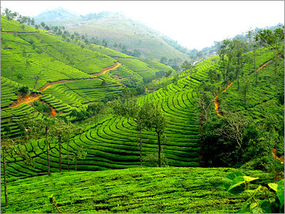 Tea Leaves - Tea Leaves Exporter & Manufacturer, Chennai, India