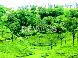 Green Tea Leaves