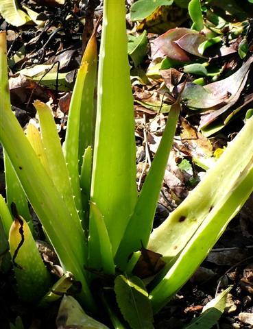 Aloe Medicine Plant