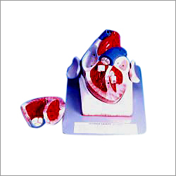 Human Heart Model
