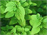 Marjoram Essential Oil