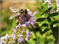 Thyme Essential Oil