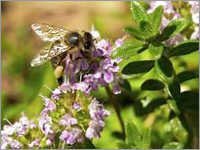Thyme Essential Oil