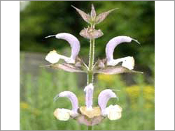 Cosmetic-Grade Aromatic Clary Sage Hydrosol Water