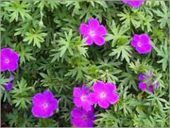 Geranium Hydrosol Floral Skin Balancing Water