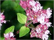 100% Pure and Natural Marjoram Hydrosol