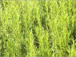 Natural, Steam-Distilled Rosemary Hydrosol Water