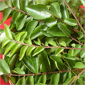 Curry Leaves