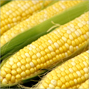 Corn