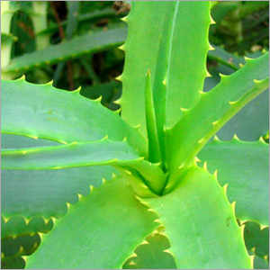 Aloe Vera