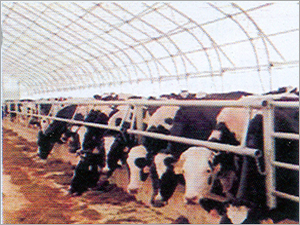 Thermo Cool Reflective Insulation