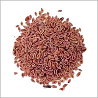 Psyllium Seeds