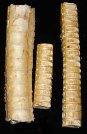 Fish Bone