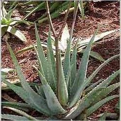 Aloe Veras