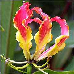 Gloriosa Superbas