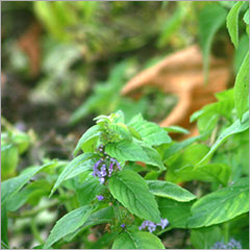Mentha Arvensis