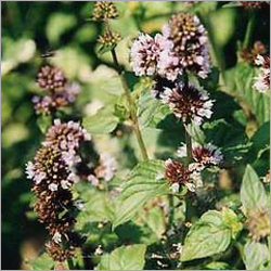 Mentha Citrata
