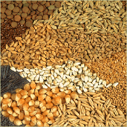 Cumin Seeds