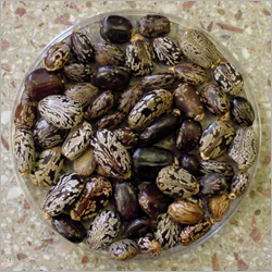 Castor Seeds