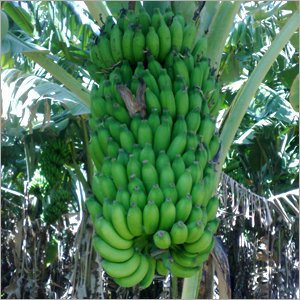 Bananas