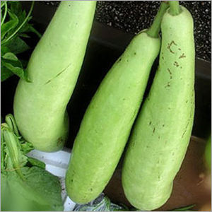 Bottle Gourds