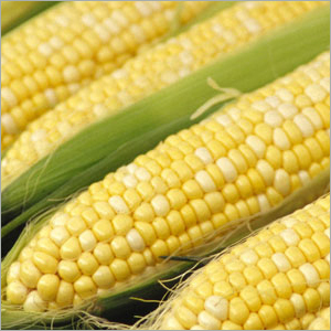 Corn