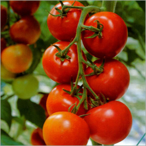 Tomatoes
