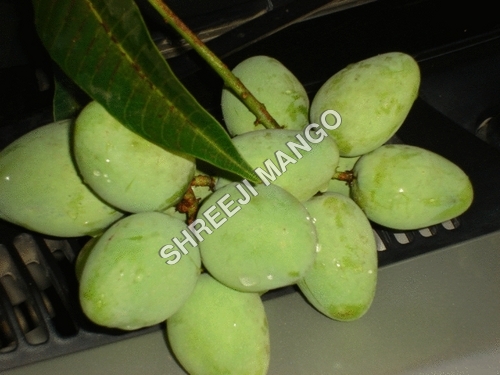 Green Mango (Katchi Keri))