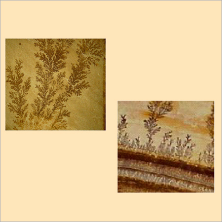 Fossils