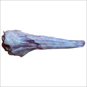 Tail