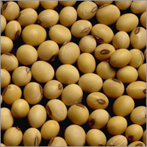 Soya Seed