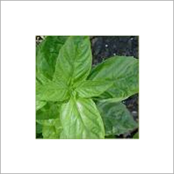 Basil