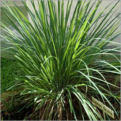 Lemongrass