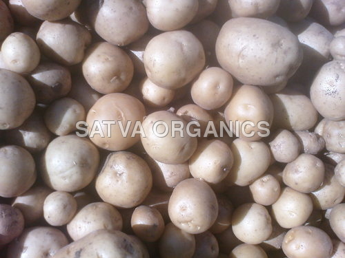 Organic Potato