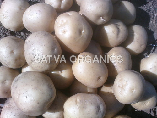 Sugar Free Potato