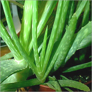 Aloe Vera Plants