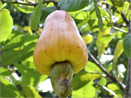 Cashew