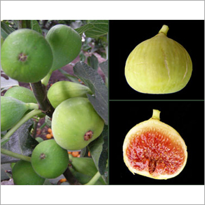 Figs
