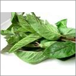Peppermint
