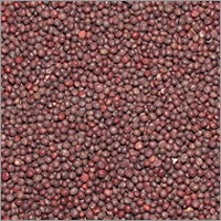 Mustard Seed Black