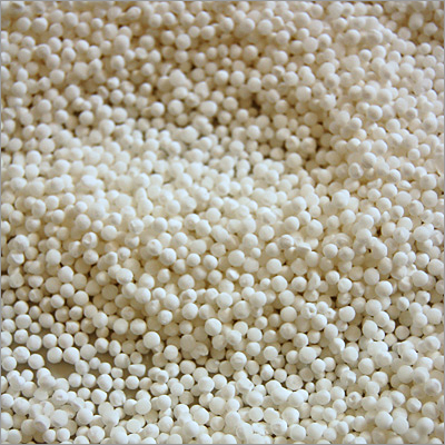 Sago Seed